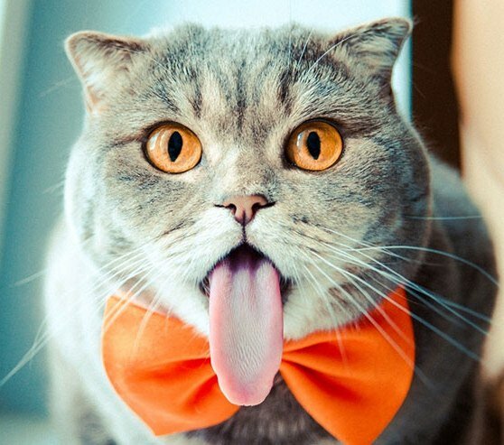 Cat Who Loves to Stick Its Tongue Out